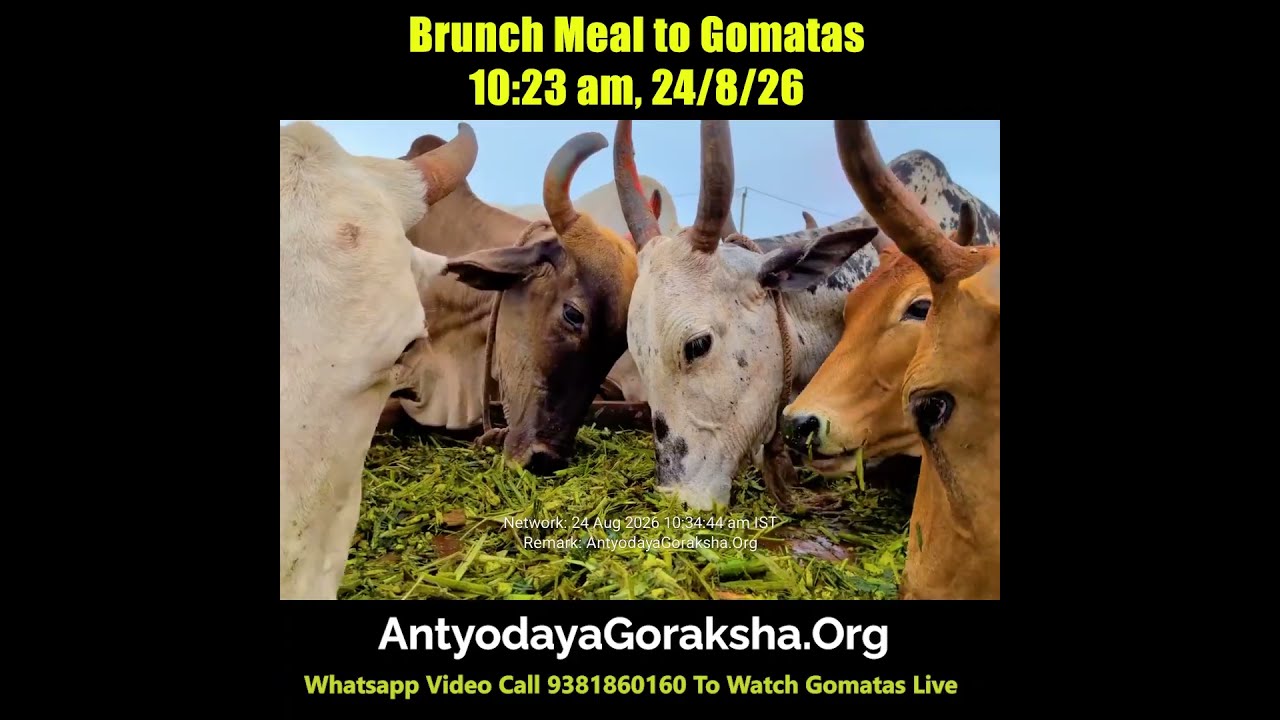 [24 Aug 2026] Cows Munch on Green Grass between Breakfast & Lunch