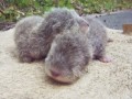 コツメカワウソの赤ちゃん