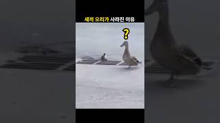 어미는 모른다... 아기 오리의 마지막 순간
