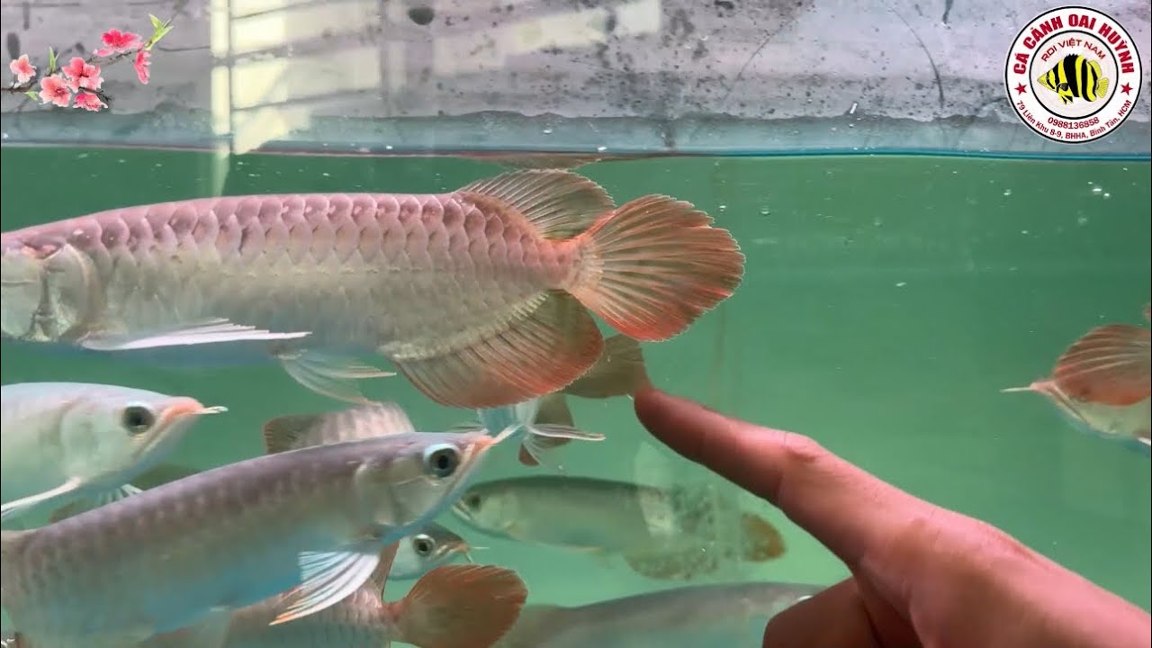 Cập nhật sau 1 tháng BẦY QUYẾT BABY CHAMPION phát triển đuôi càng khủng như thế nào