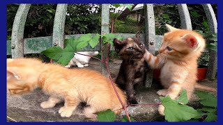 住処の周りを探検する子猫の兄弟が可愛過ぎる