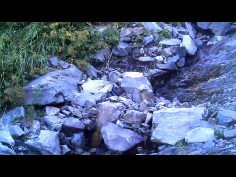 ჯიხვი   East Caucasian tur in Lagodekhi Protected Area