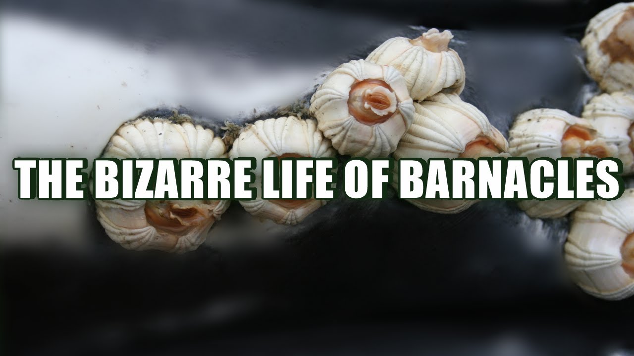 Meet The Cemented Crustacean // The Bizarre Life Of Barnacles - YouTube