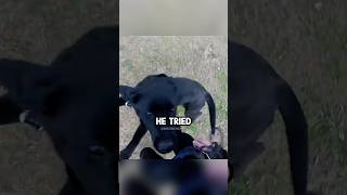 Biker Found Lost Puppy 🤯 Credit @SouthernBiker