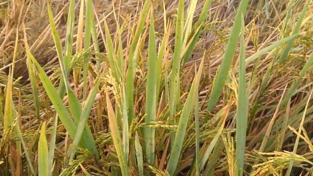 brown plant hopper in paddy