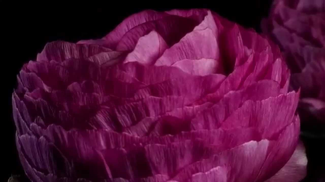 Timelapse Showreel Flowers