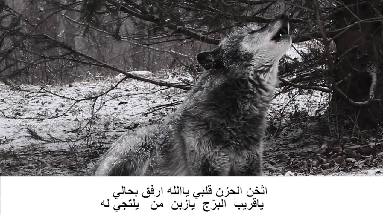 اقوى زوامل عيسى الليث ونتي ونتن ردت صداها الجبالي كامل