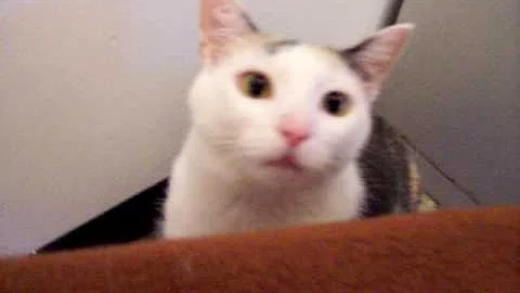 Video 1296221: calico manx, animal rescue