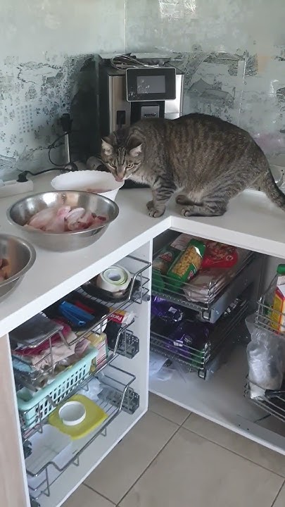 Веселые котики - YouTube