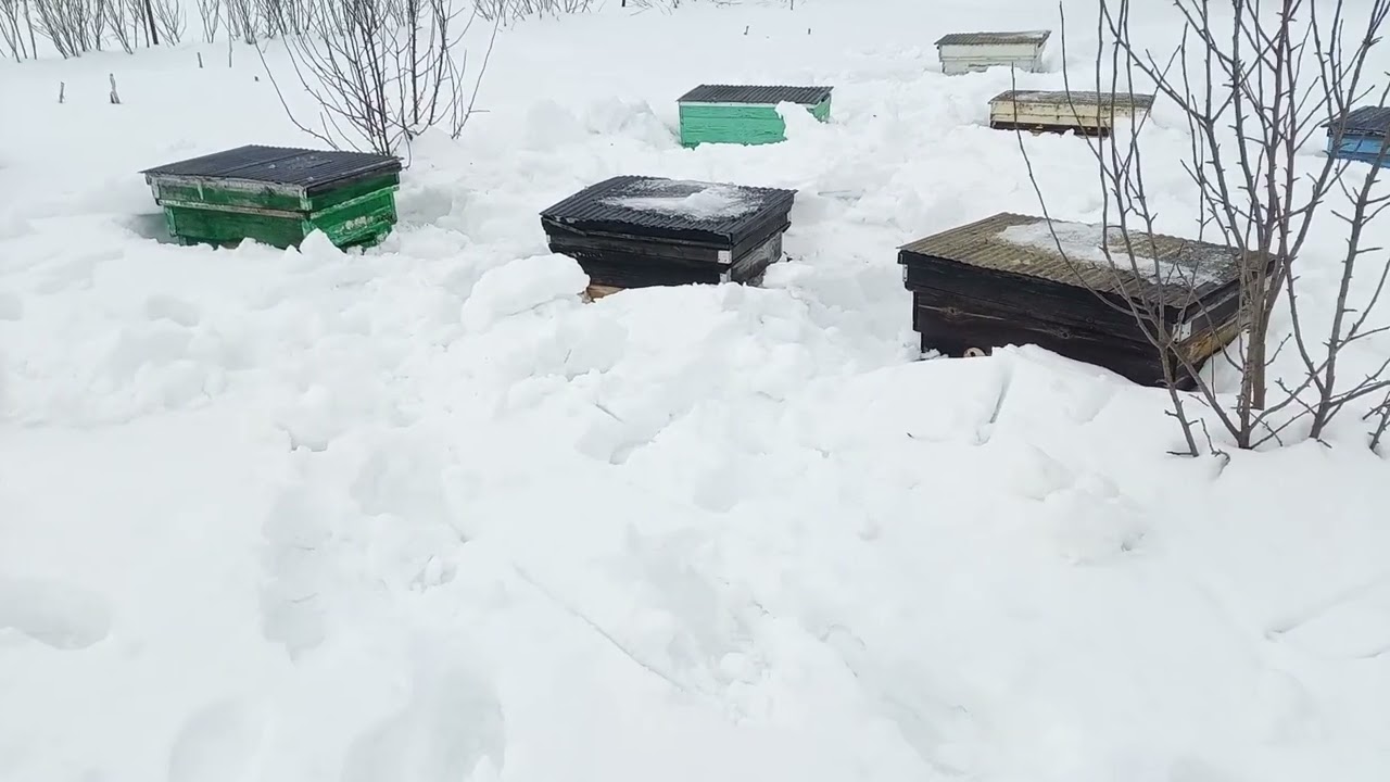 2 марта, добрался до пасеки, что бы открыть хотя бы верхние литки.