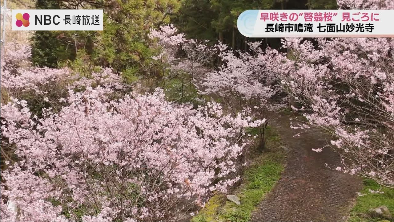 Blossom様確認用 Early cherry blossom viewing spot