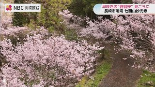 Early cherry blossom viewing spot