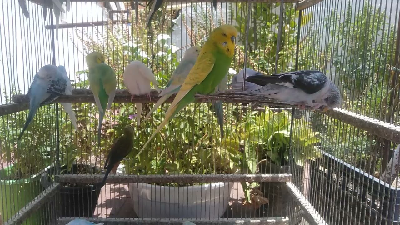 🦜 Watch Parrots Dance in Perfect Synchrony – No Music Needed