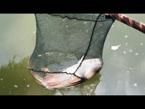 Fishing - How to Make Carp Bait (20) Mồi Câu Cá Chép 