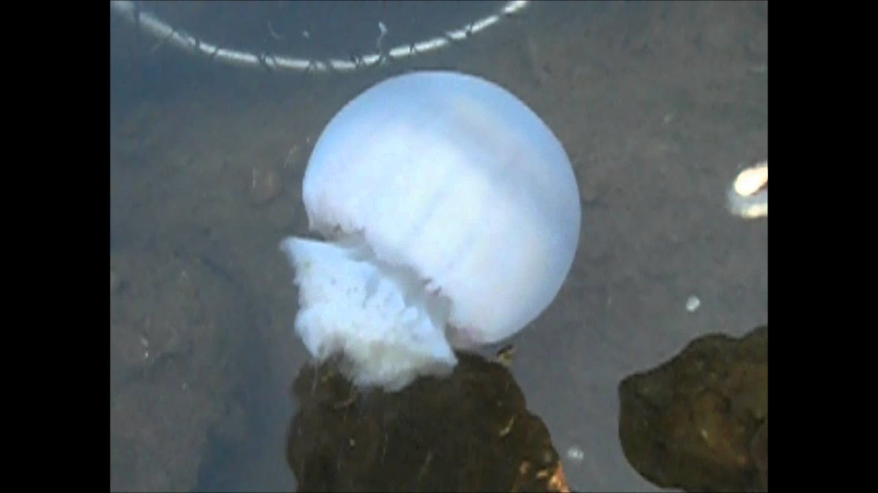 jelly fish in Galveston YouTube