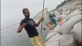 ছিপ বরশিতে পদ্মা নদীতে ধরা পড়ছে প্রচুর পরিমাণ কালিবাউশ মাছ Amazon Fishing video 