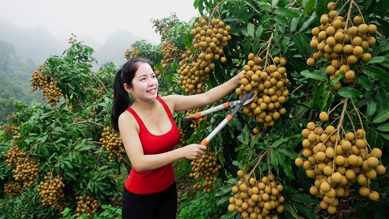 Harvesting 1000+Kg Longan Fruit In Someone Else's Garden Go To Sell | Pure Harvest Life