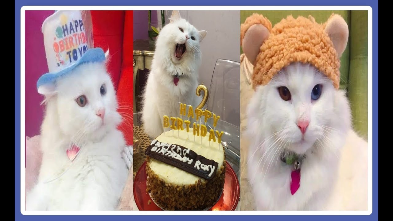Cat Birthday Party | Purina one sent my Cat a gift | chenkuting