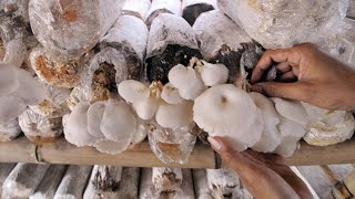 THE EASIEST WAY TO CULTIVATE OYSTER MUSHROOMS FOR BEGINNERS