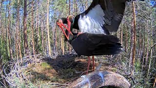 Must-Toonekurgreunion Of Karl And Kaiablack Storks April 12 2022