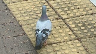 닭둘기의 모험