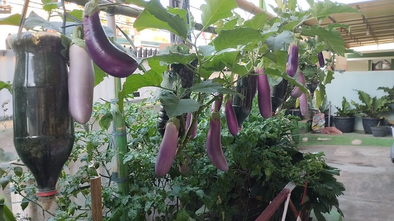 How to grow eggplant by hanging, many fruits and high yield farming at home YouTube