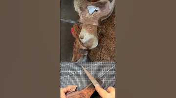 Thumbnail of This is not a competition (unless it is) | Slingshot made from scratch | Resortera hecha desde cero