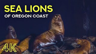 Sea Lions of Oregon Coast - 4K Wildlife Documentary Film - Interesting Animal Facts by Animals and Pets 345 views 2 years ago 9 minutes, 31 seconds