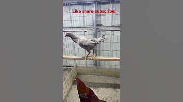 Prime 5k x fo! #qaibthai #rooster #chicken #qaib #bantam #qaibdib