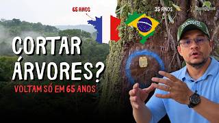 Manejo florestal: Brasil × França na mesma Amazônia