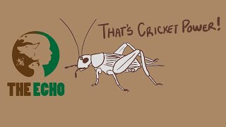 The Insect Revolution   How Eating Crickets Can Save the World
