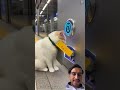 Cat press sensor #sandmentcrushing #smartdevices #pipelining ￼ #smartgadgets #experimnent