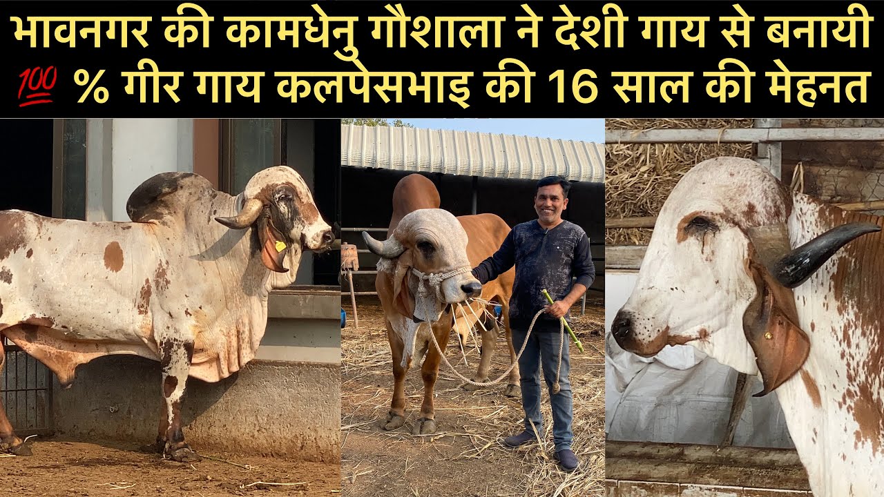 Part 1 Shree Kamdhenu Gaushala Bhavnagar Subodh Gir bull, nand Gir bull, bagliyo Gir bull, kesariyo