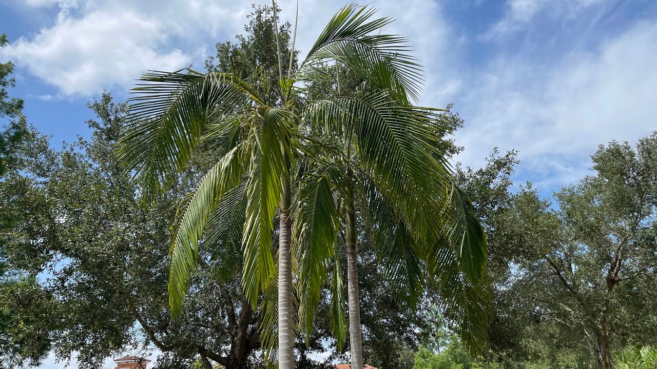 King Palm in Central Florida is very tropical looking