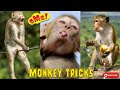 Monkey tricks