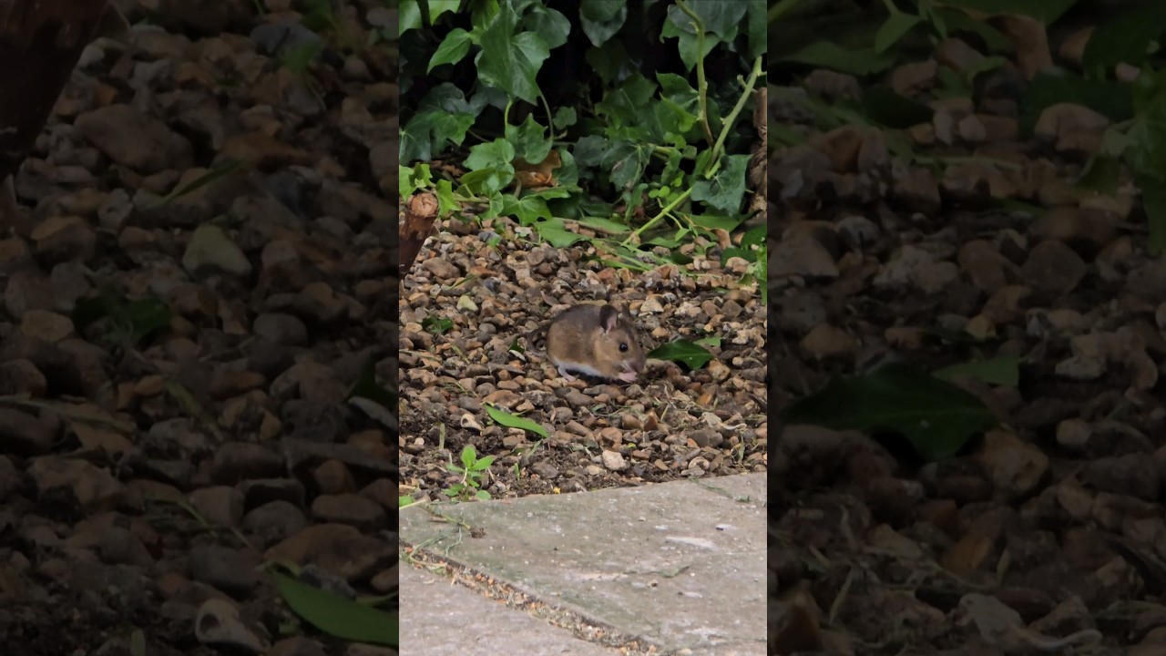 Little Mouse sniffing about for food 