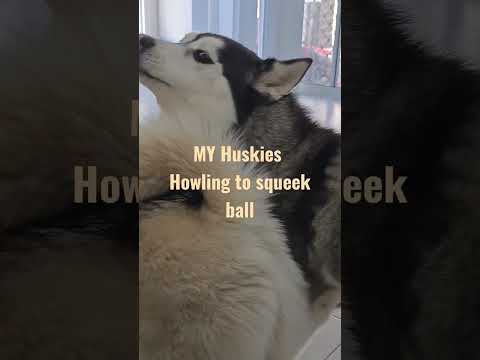 My Husky howling to sound of squeek ball #gratitude #fun #love #happy #blessings #so much fun
