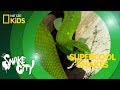 Understanding Snake Behavior and Characteristics