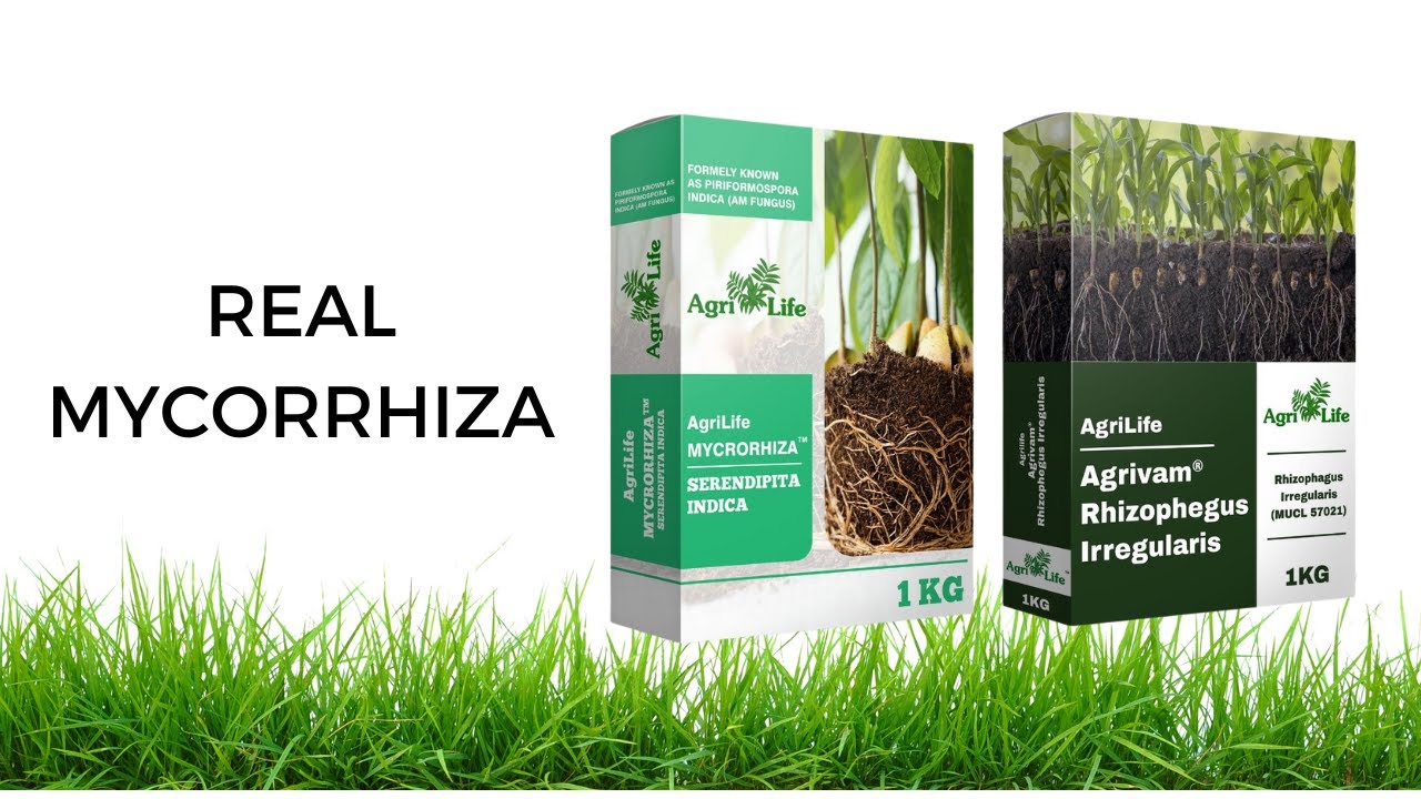 Mycorrhiza- Rhizophagus irregularis- Mycrorhiza®