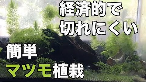 マツモ植え方 Youtube