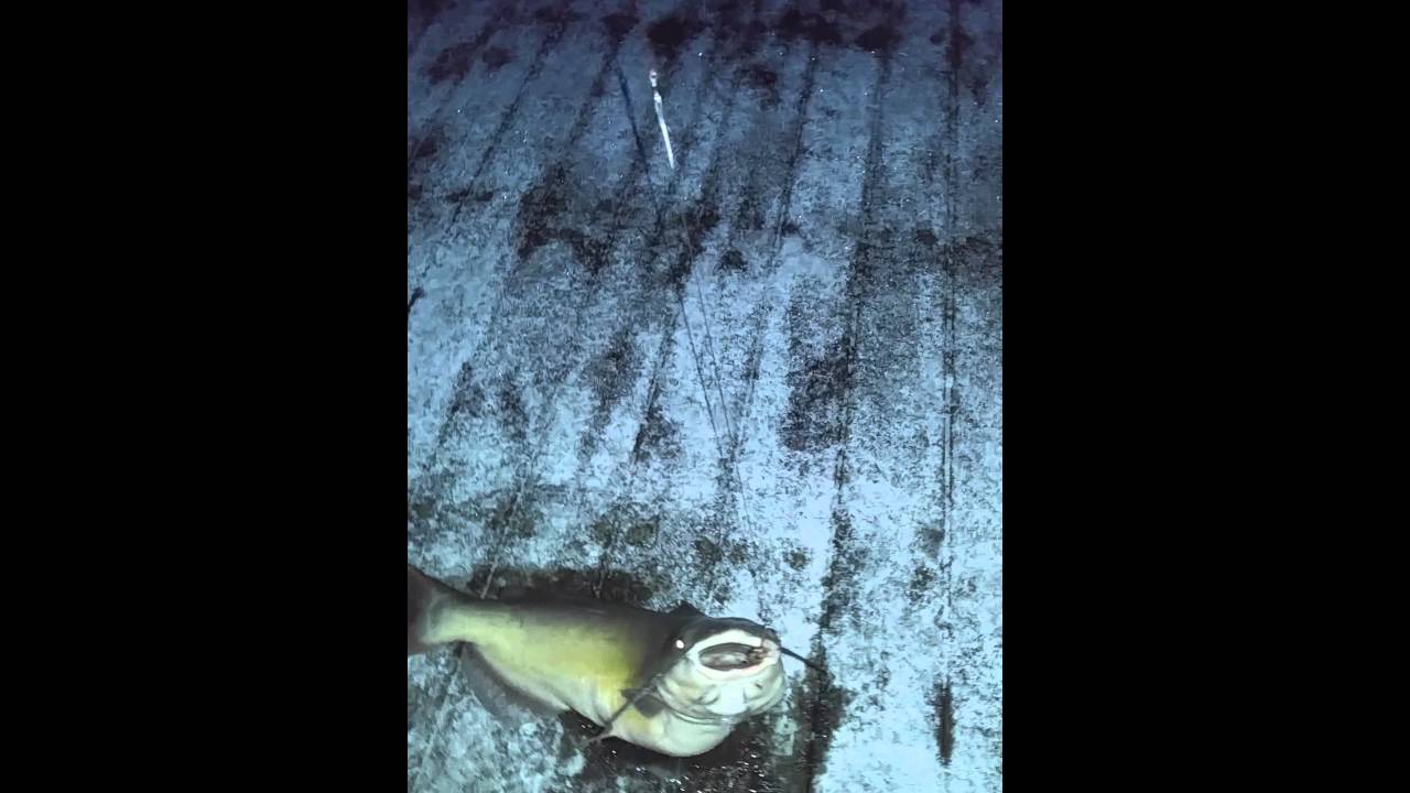 First catfish of the year, Monroe Michigan YouTube