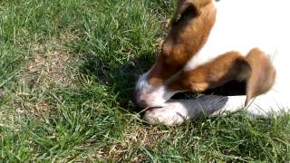 dog eat  horse-chestnut Terrier