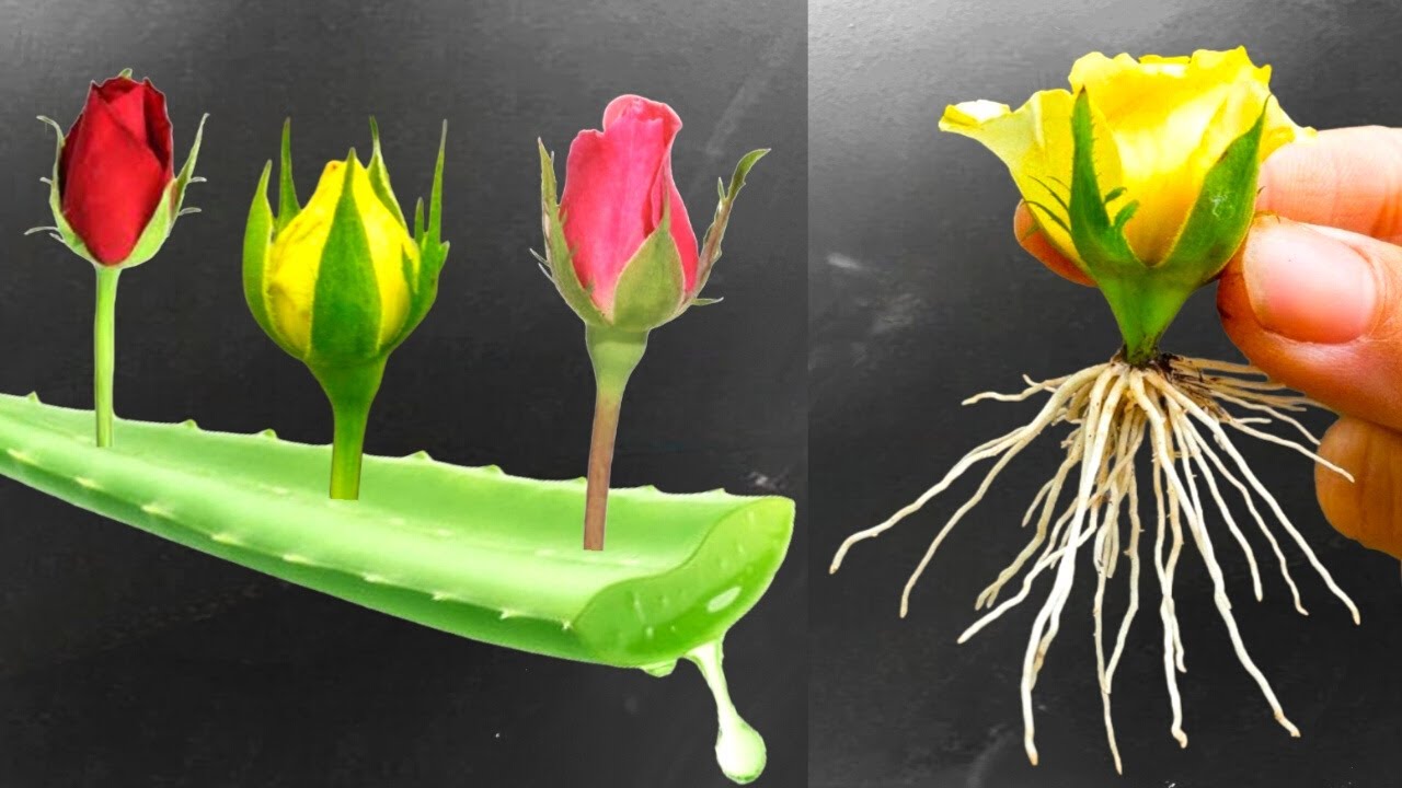 Rose Forming The Method Of Growing Rose From Cutting With Aloe vera Leaf Gel | Very ...