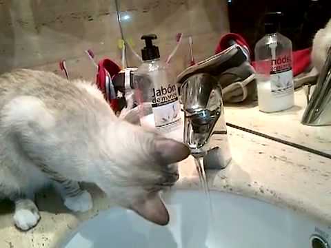 Gata preciosa se lava......con agua! ! NATA - YouTube