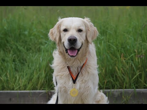 simba---golden-retriever---4-weeks-residential-dog-training