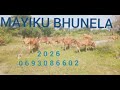 Mayiku Bhunela 2026 Ujumbe Bhanesi