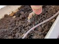 Автополив без электричества - DIY drip irrigation