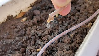 Автополив Без Электричества - Diy Drip Irrigation