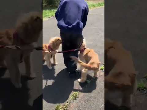 犬の姉妹が散歩中、にいにを発見!!! #Shorts