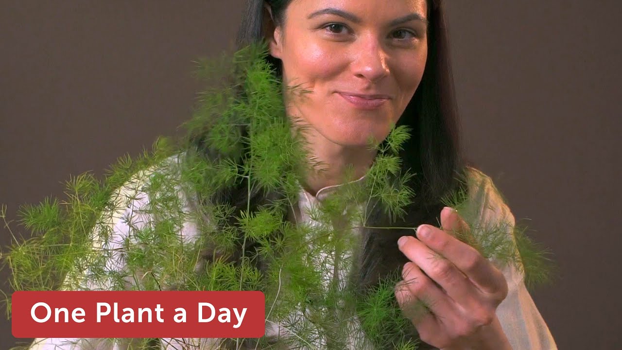 Can Asparagus Fern Be A Houseplant?